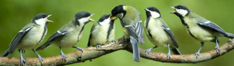 Exclusieve chalets voor vogels