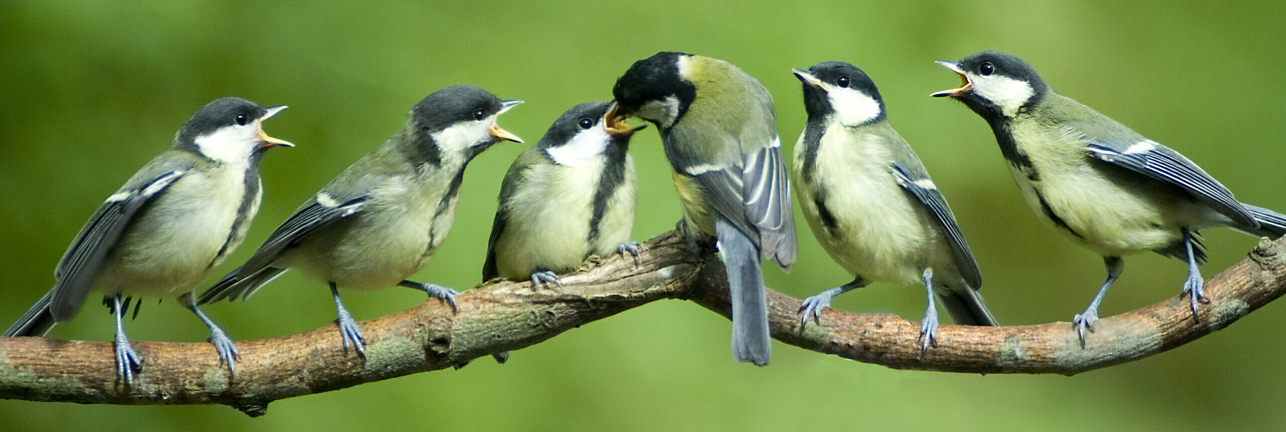 Exclusieve chalets voor vogels